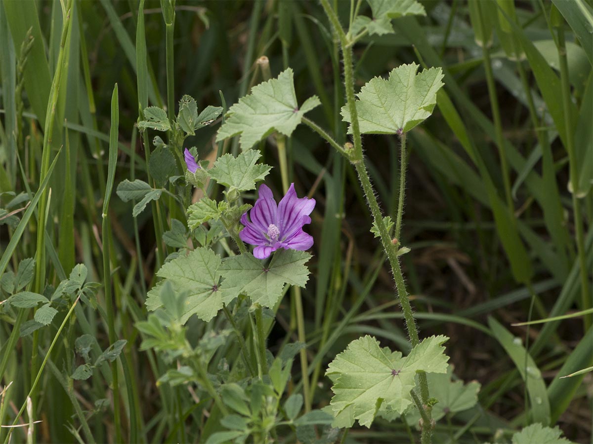 Malva sylvestris